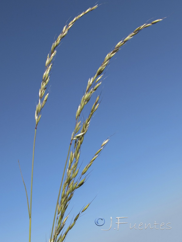 Arrhenatherum elatius baeticum.04