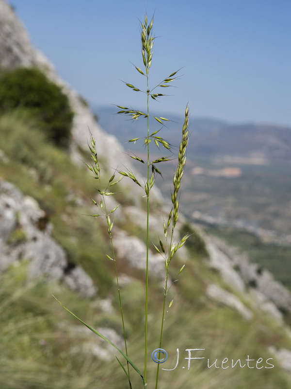 Arrhenatherum elatius baeticum.05