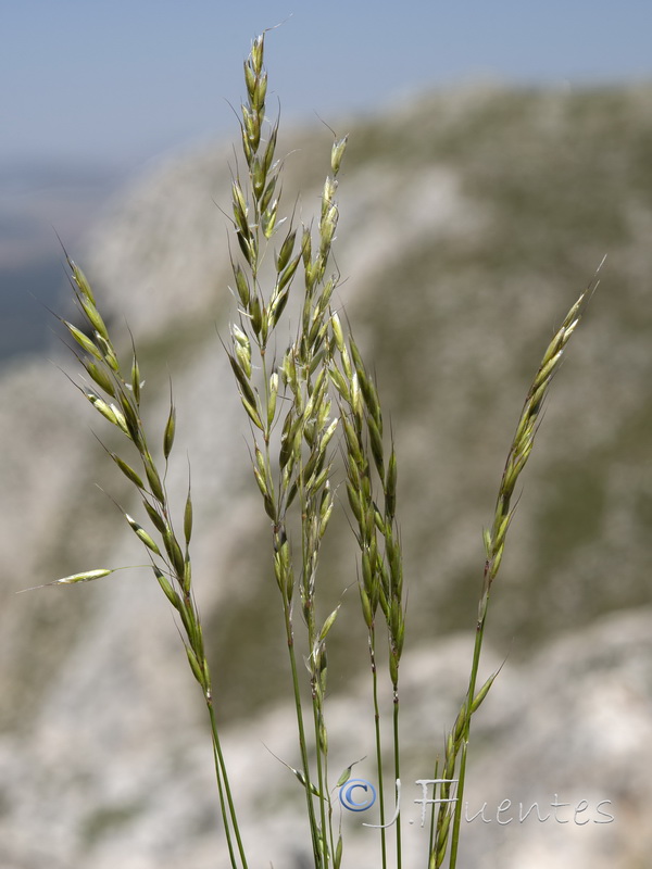 Arrhenatherum elatius baeticum.06