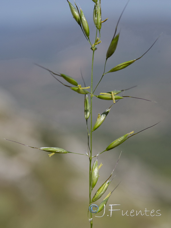 Arrhenatherum elatius baeticum.08