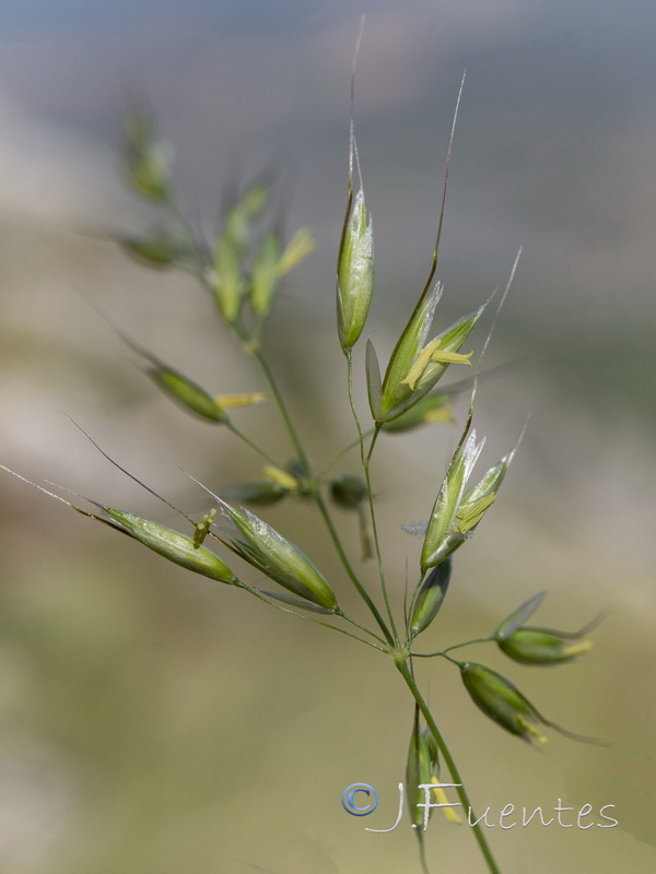 Arrhenatherum elatius baeticum.09