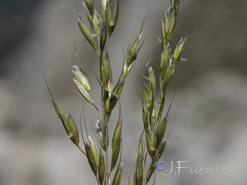 Arrhenatherum elatius baeticum.10