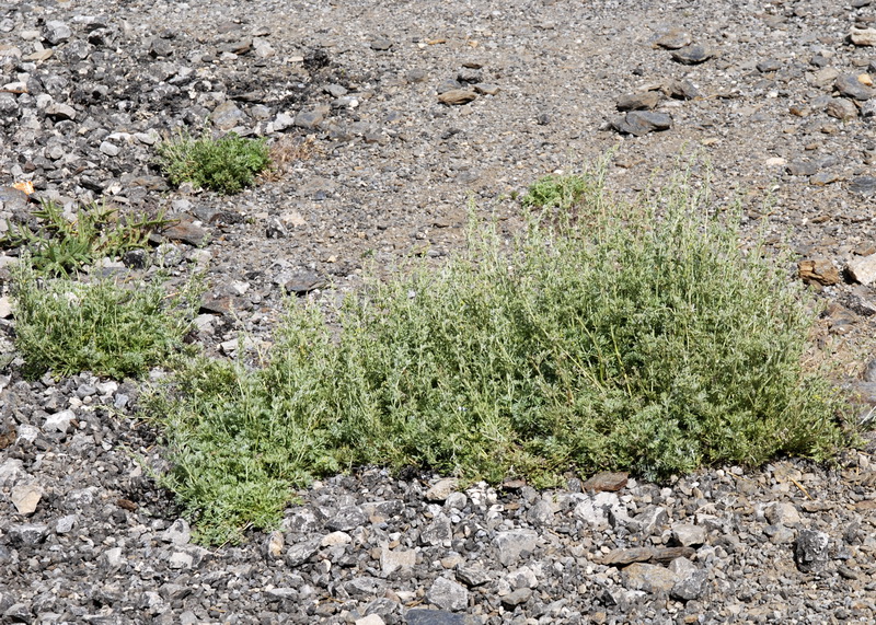 Artemisia absinthium.02