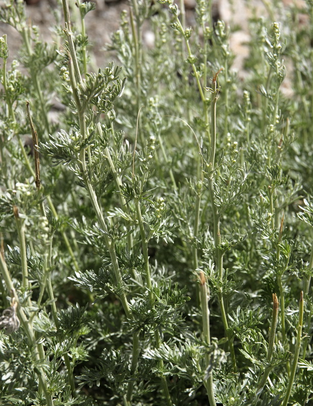 Artemisia absinthium.03