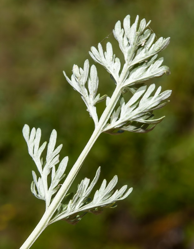 Artemisia absinthium.05