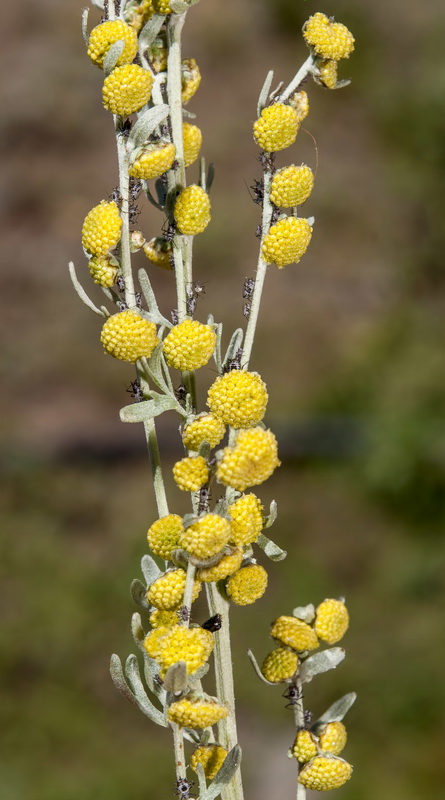 Artemisia absinthium.09