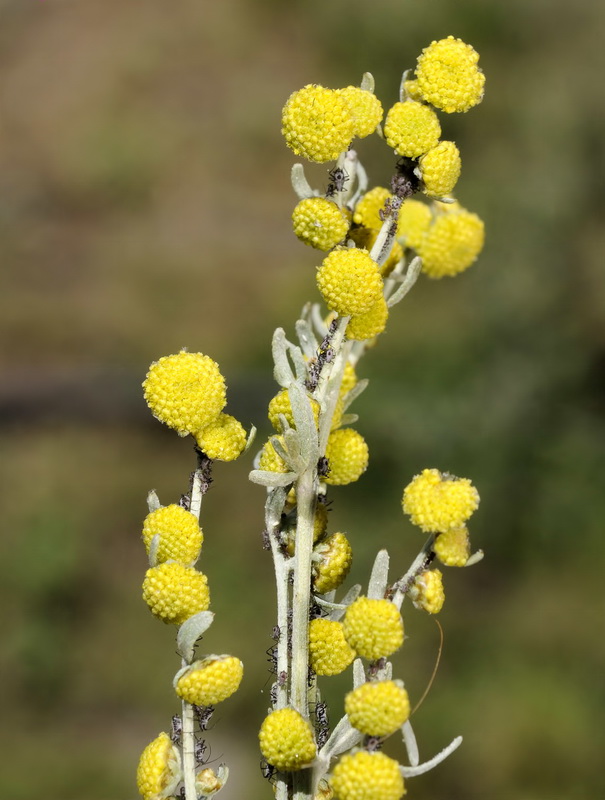 Artemisia absinthium.10