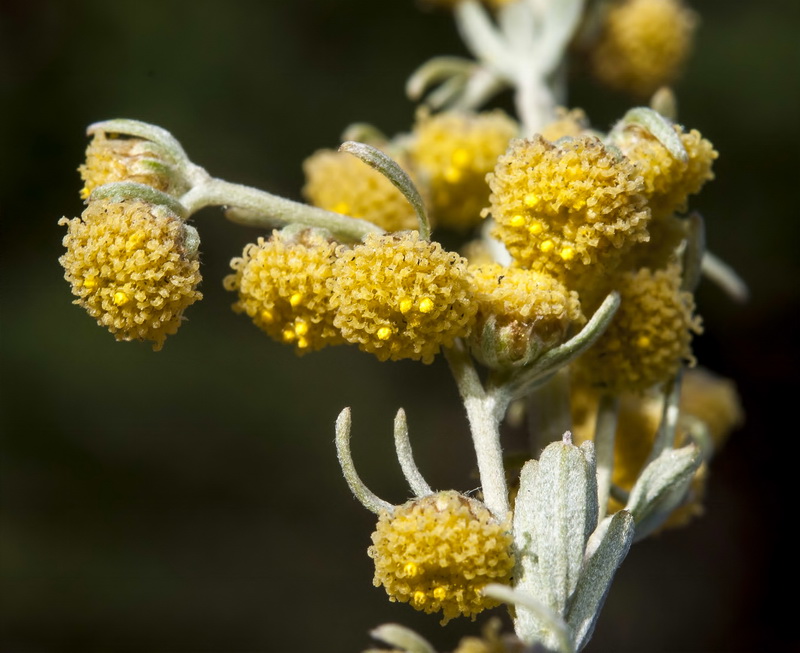 Artemisia absinthium.11