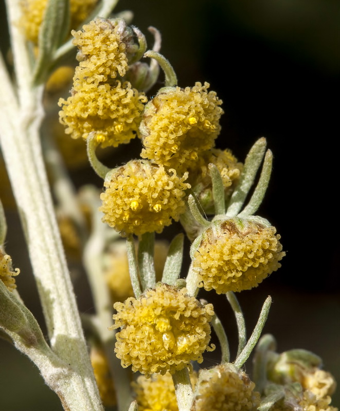 Artemisia absinthium.12