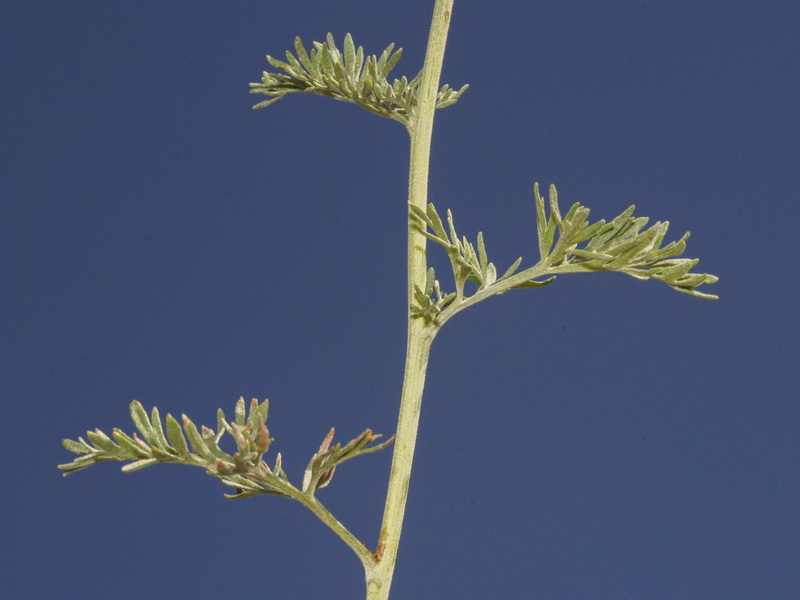 Artemisia absinthium.15