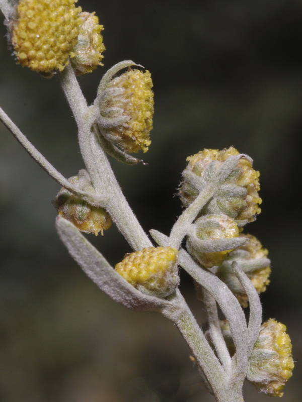 Artemisia absinthium.21