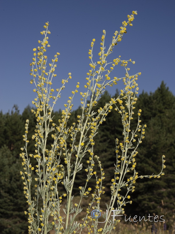 Artemisia absinthium.22