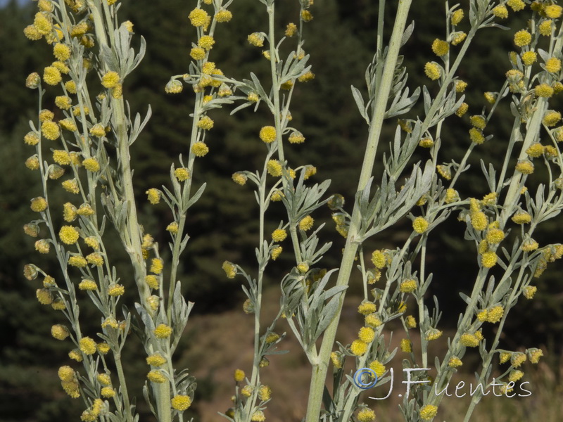 Artemisia absinthium.23