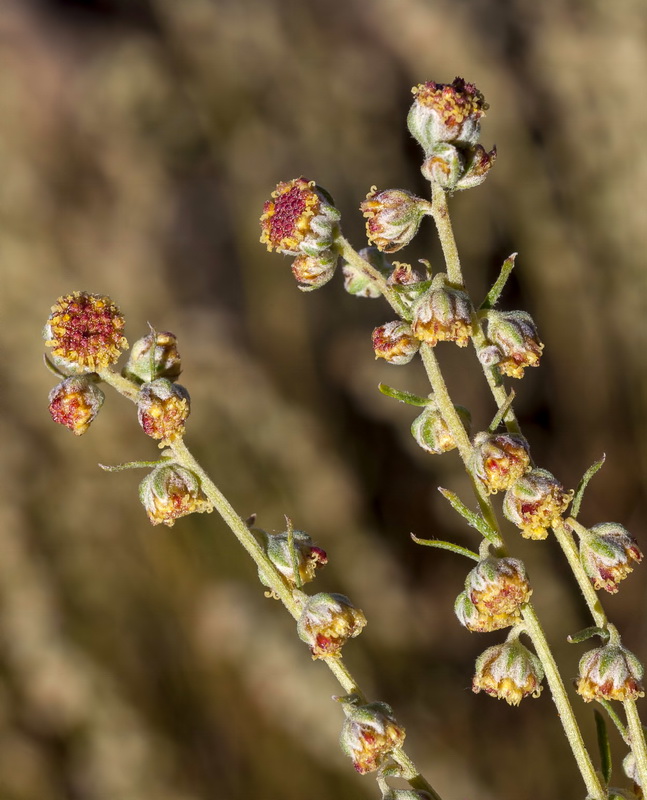 Artemisia alba nevadensis.01