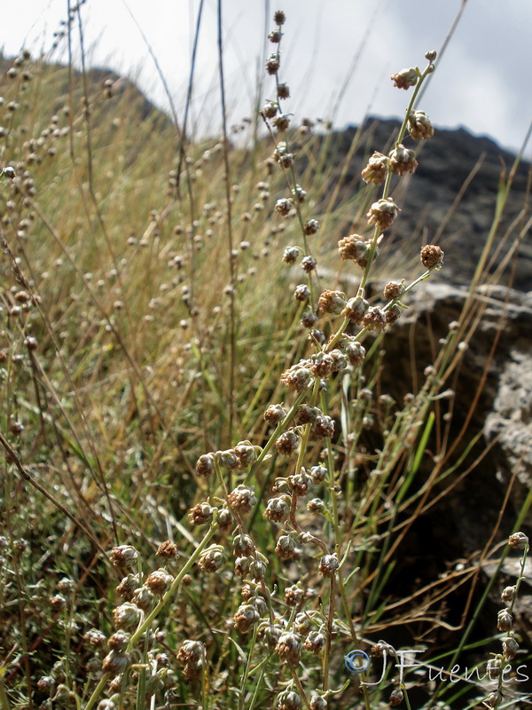 Artemisia alba nevadensis.06
