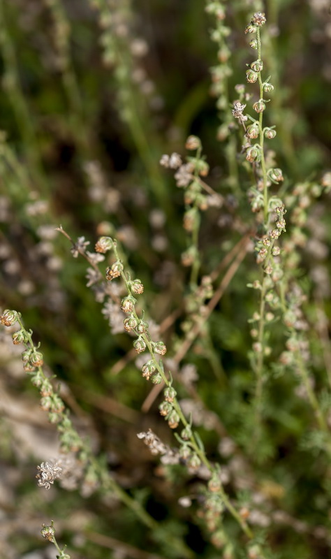 Artemisia alba nevadensis.08