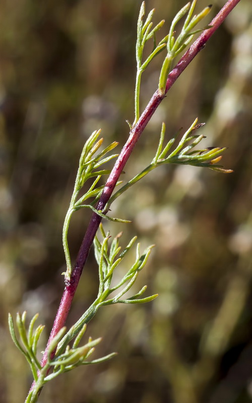 Artemisia alba nevadensis.09
