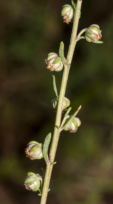 Artemisia alba nevadensis.11
