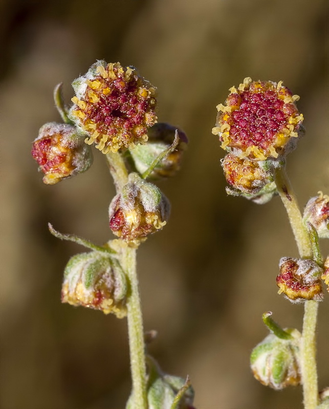 Artemisia alba nevadensis.15