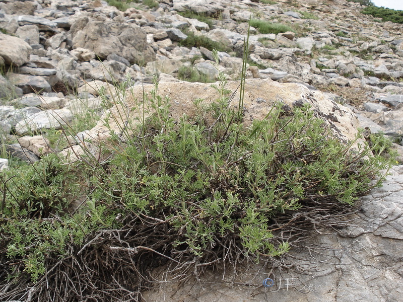 Artemisia alba nevadensis.17