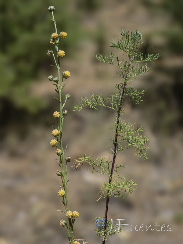 Artemisia alba nevadensis.22