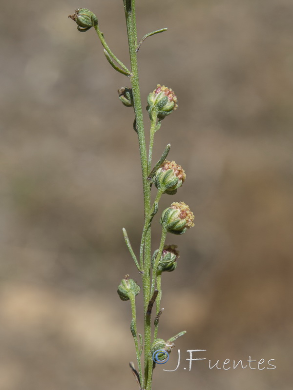 Artemisia alba nevadensis.12