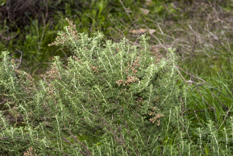 Artemisia barrelieri.02