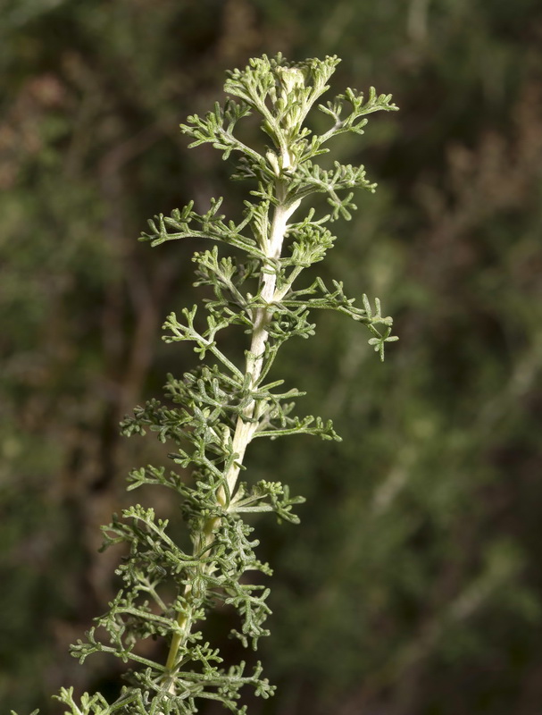 Artemisia barrelieri.03