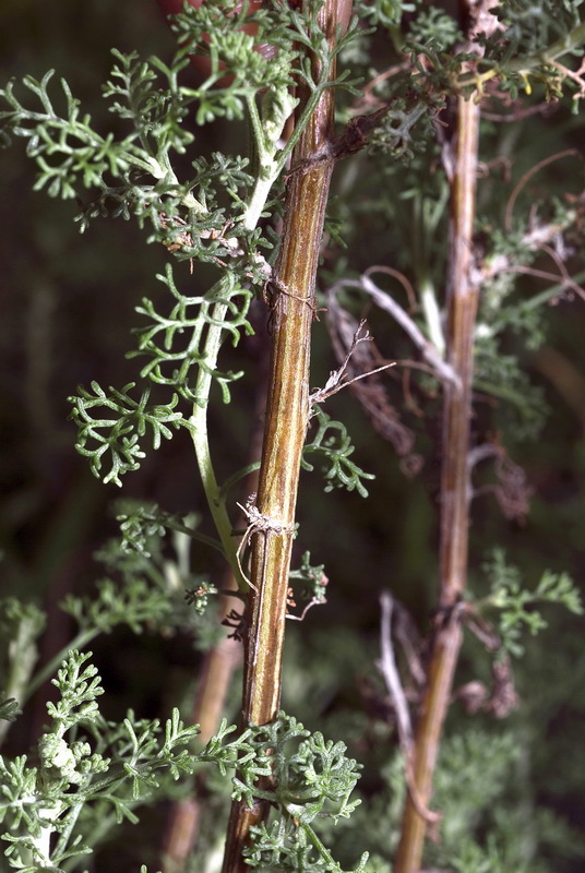 Artemisia barrelieri.05