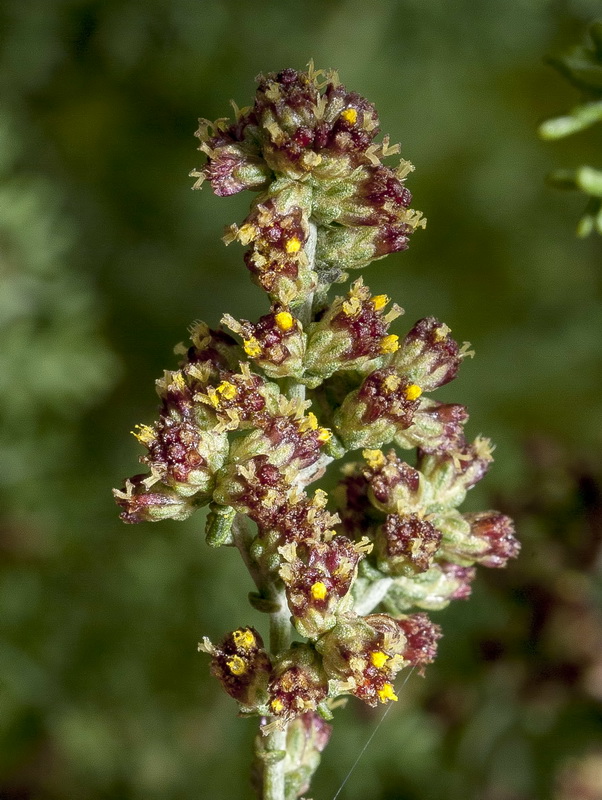 Artemisia barrelieri.07