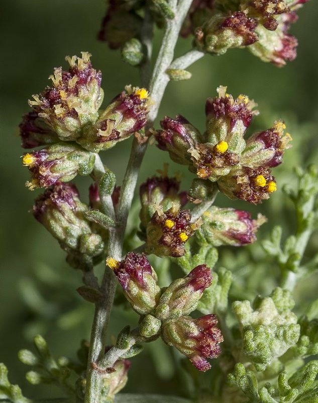 Artemisia barrelieri.08