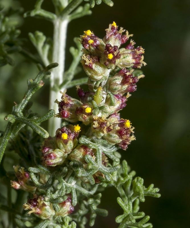 Artemisia barrelieri.09