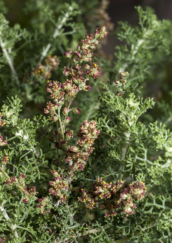 Artemisia barrelieri.10