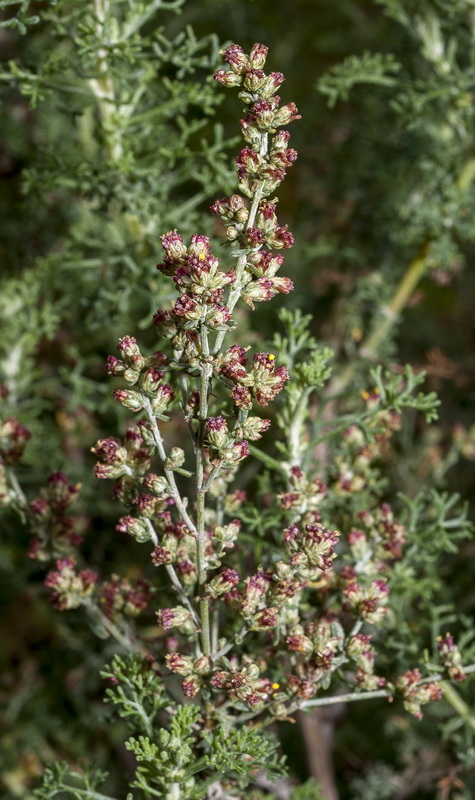 Artemisia barrelieri.11