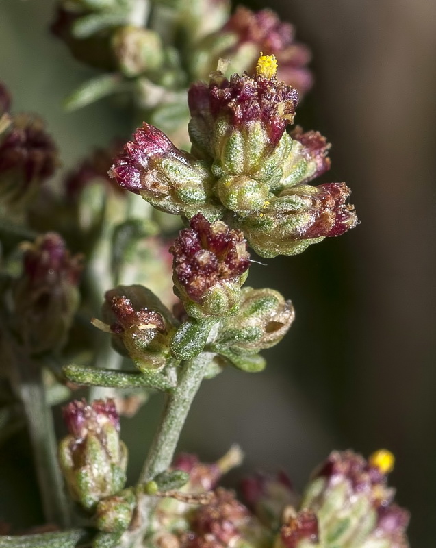 Artemisia barrelieri.12