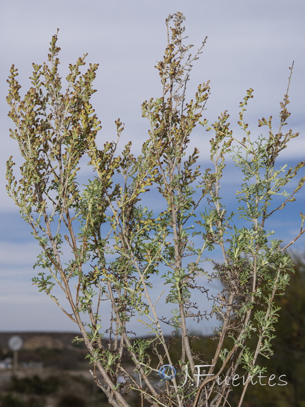 Artemisia barrelieri.13