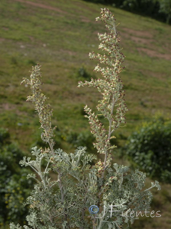 Artemisia barrelieri.15