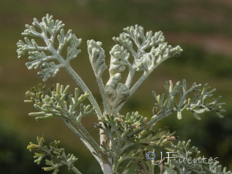 Artemisia barrelieri.18