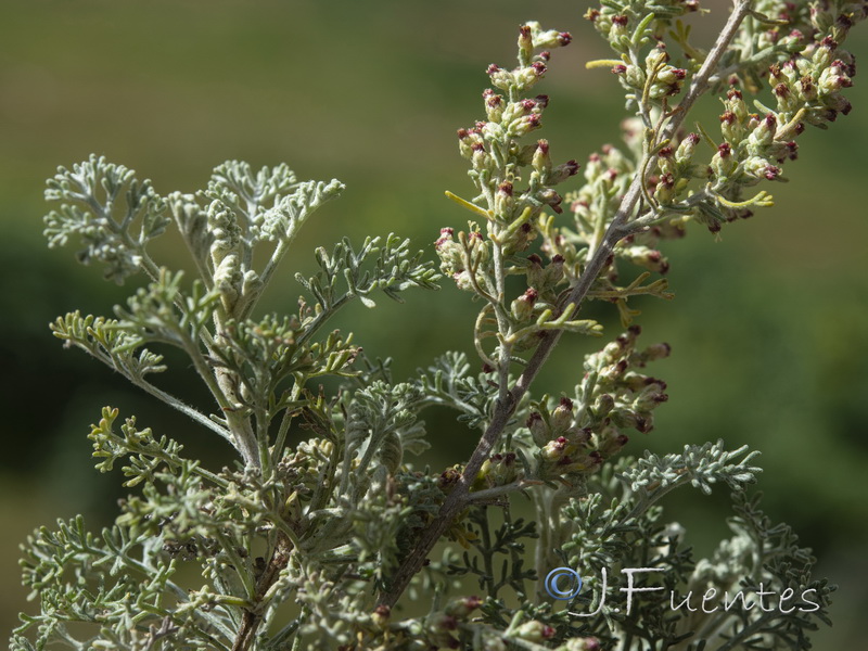 Artemisia barrelieri.19