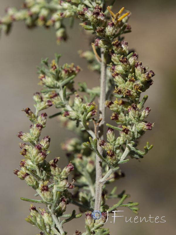 Artemisia barrelieri.21