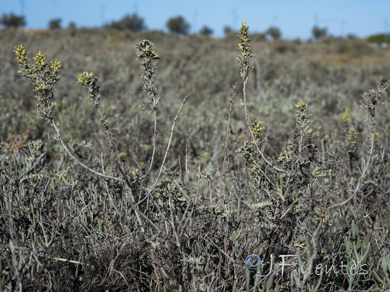 Artemisia caerulescens caerulescens.01