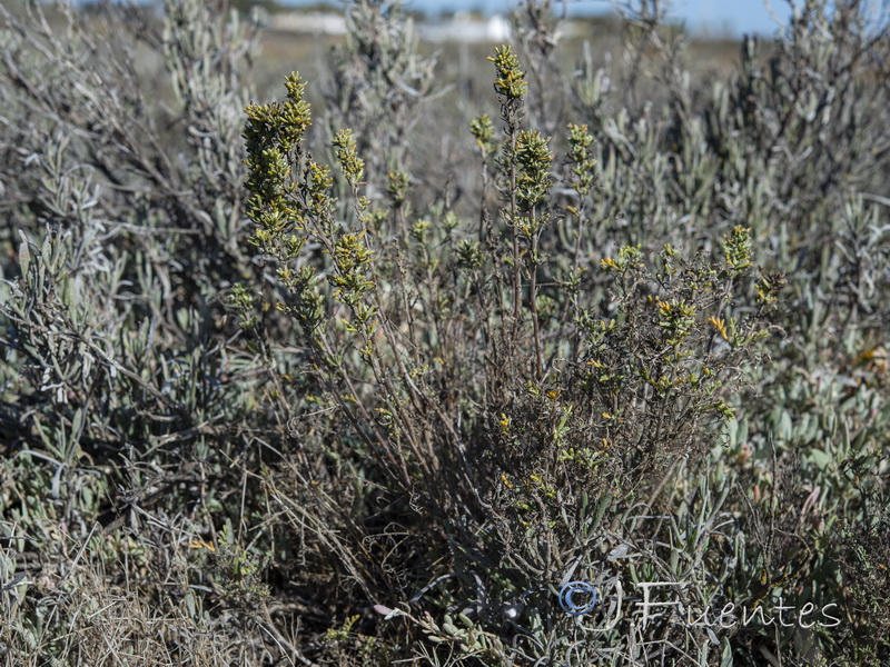 Artemisia caerulescens caerulescens.02