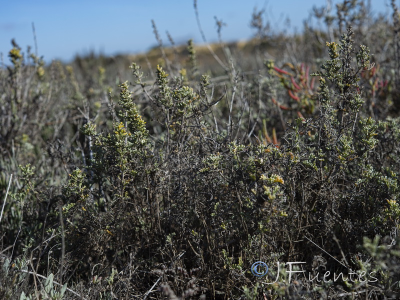 Artemisia caerulescens caerulescens.03