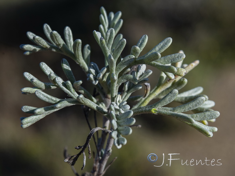 Artemisia caerulescens caerulescens.07