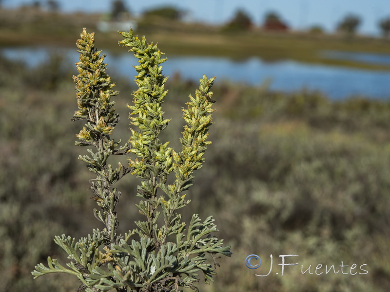 Artemisia caerulescens caerulescens.08