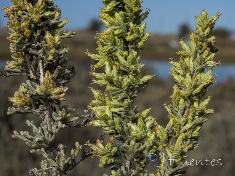 Artemisia caerulescens caerulescens.10