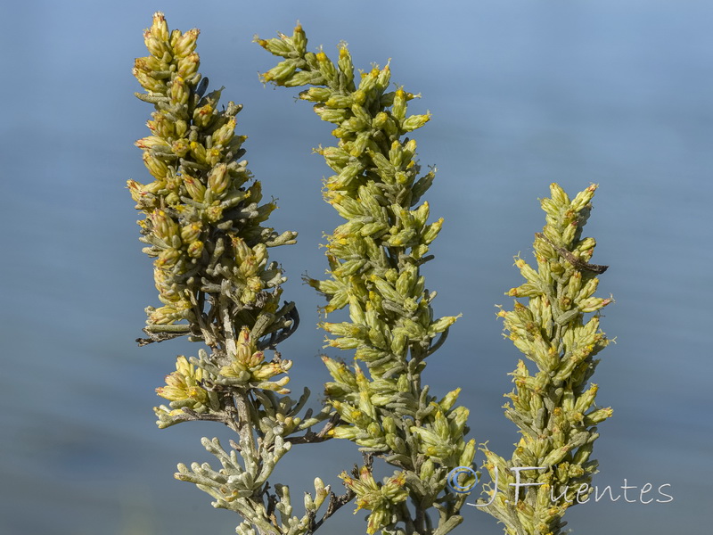 Artemisia caerulescens caerulescens.11