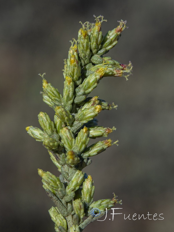 Artemisia caerulescens caerulescens.12