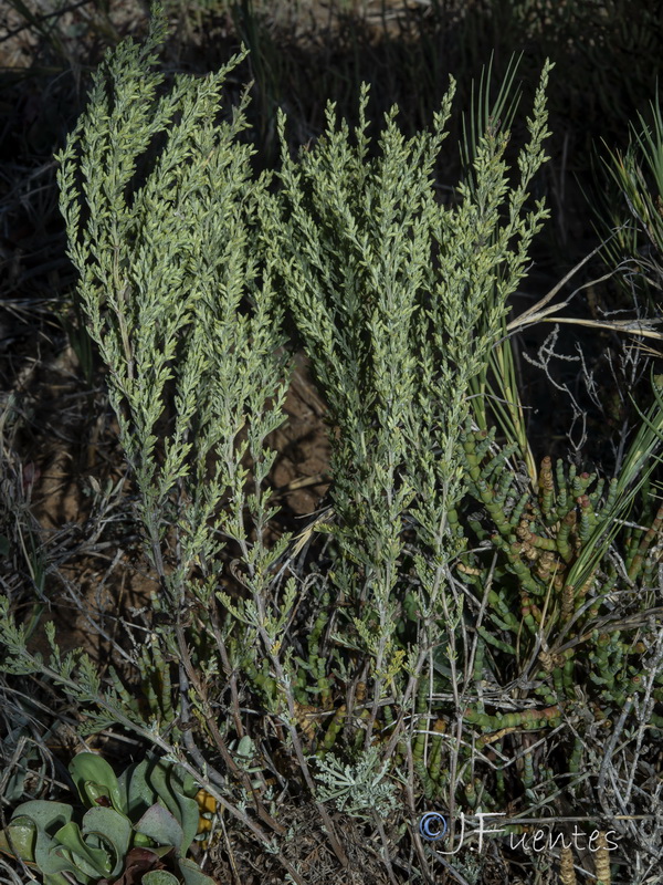 Artemisia caerulescens gallica.17
