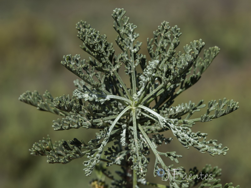 Artemisia caerulescens gallica.19